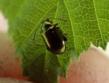 Crepidodera-Flohkäfer (alle)