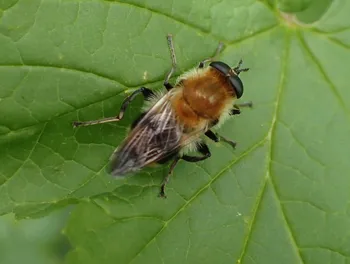 Wollhaarige Pelzschwebfliege