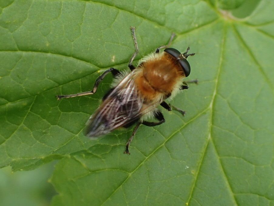 Wollhaarige Pelzschwebfliege