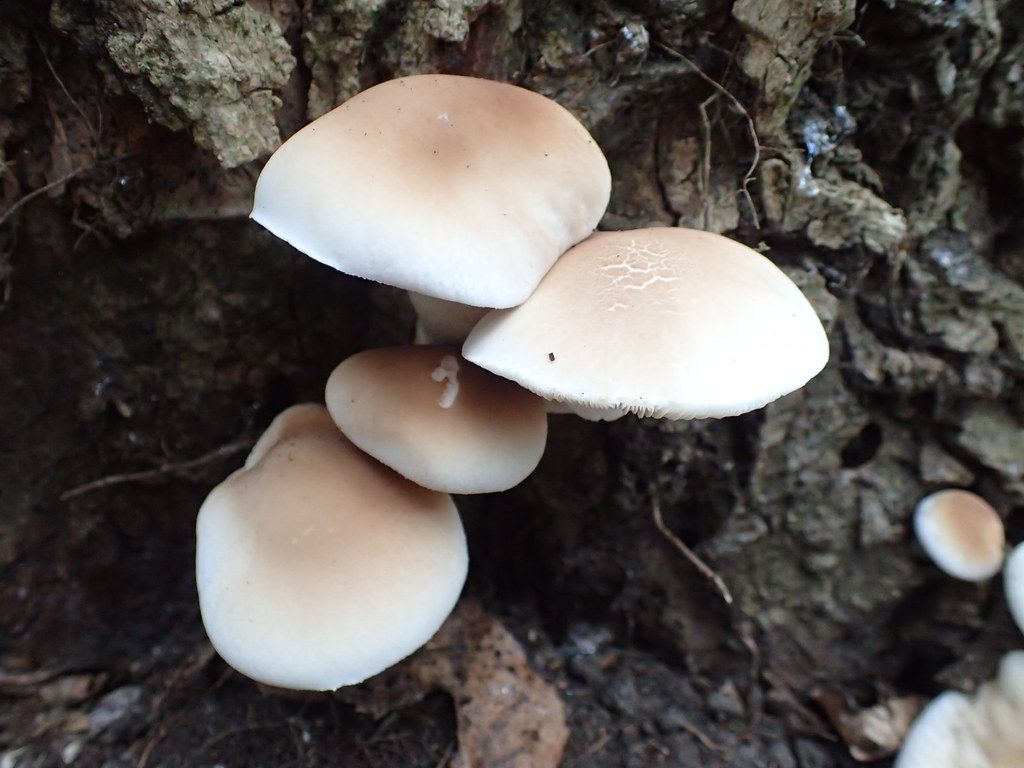 Südlicher Ackerling