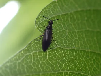 Dasytes-Wollhaarkäfer (alle)