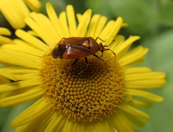 Rote Halsring-Weichwanze