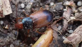 Blauhals-Schnellläufer