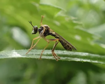 Gestreifte Habichtsfliege