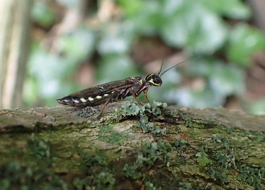 Riesenschlupfwespe Männchen
