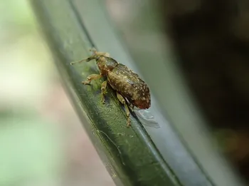 Dickrüssliger Pappel-Kätzchenrüssler