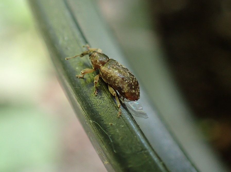 Dickrüssliger Pappel-Kätzchenrüssler