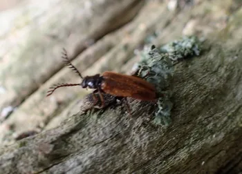 Gelber Schneckenhauskäfer