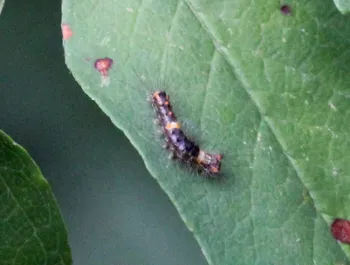 Dottergelbes Flechtenbärchen