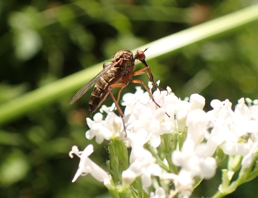 Ackerdistel-Tanzfliege
