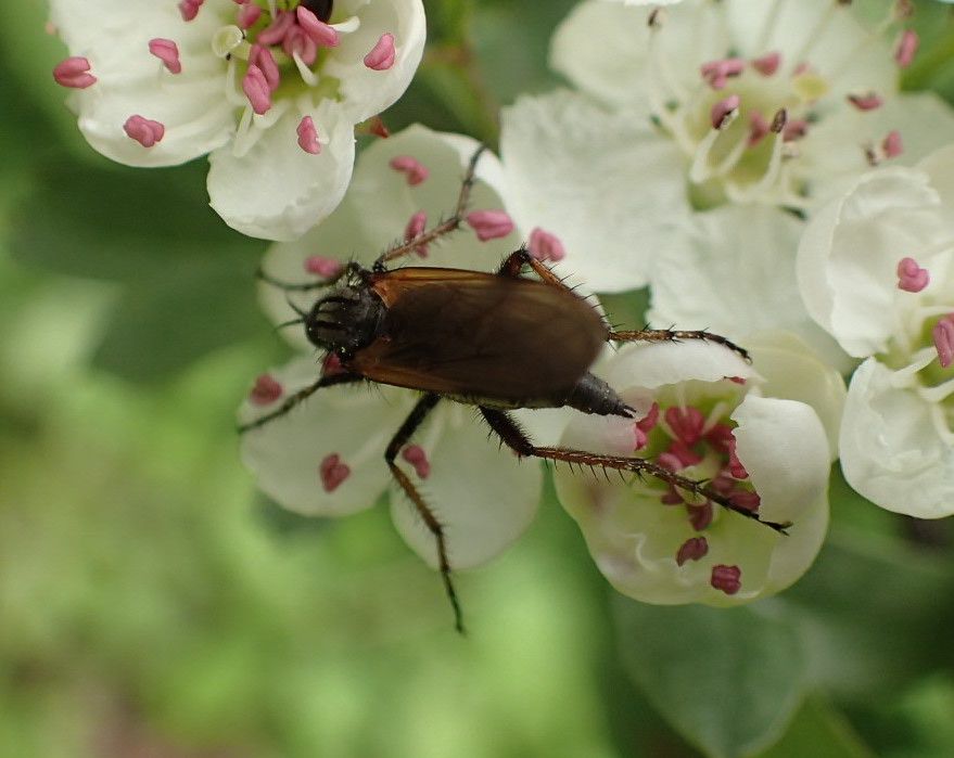 Silberfleck-Tanzfliege