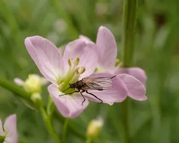 Gewürfelte Tanzfliege