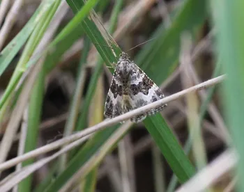 Gemeiner Bindenspanner