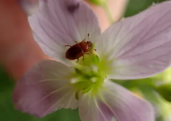 Rostbrauner Glanzkäfer