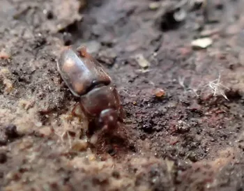 Braungescheckter Glanzkäfer