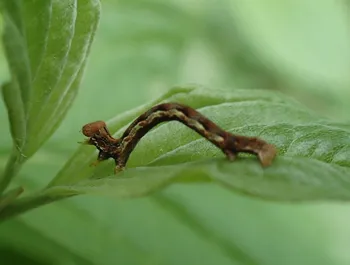Großer Frostspanner
