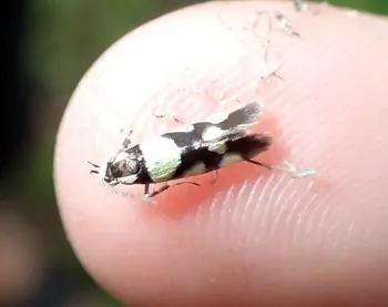 Birken-Faulholzmotte