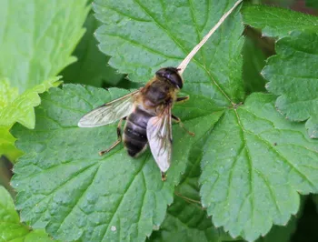 Gemeine Keilfleckschwebfliege