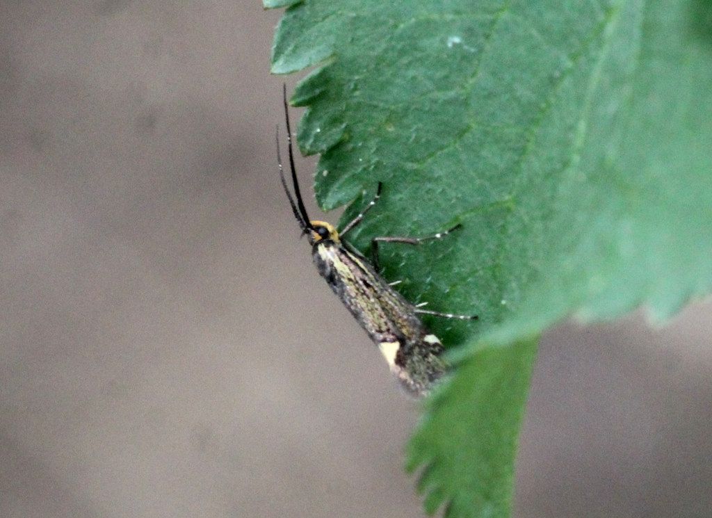 Schwefelgelber Totholzfalter