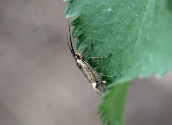 Schwefelgelber Totholzfalter