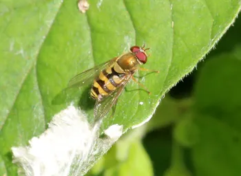 Breitband-Feldschwebfliege