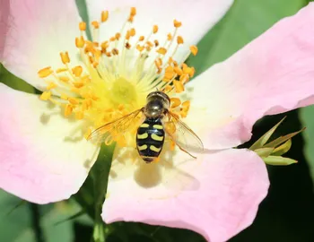 Mondfleck-Feldschwebfliege