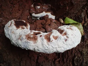 Wulstiger Lackporling