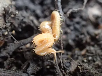 Geophilus-Erdläufer (alle)