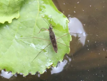 Gemeiner Wasserläufer