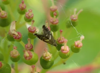 Mauerpfeffer-Rundstirnfalter