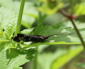 Gebuchtete Marmorflügel-Köcherfliege