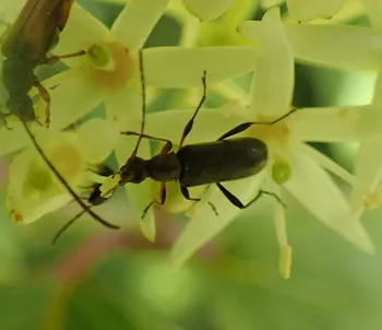 Mattschwarzer Blütenbock