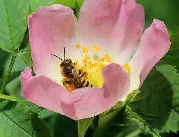 Gelbbinden-Furchenbiene