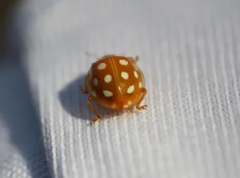 Sechzehnfleckiger Pilz-Marienkäfer