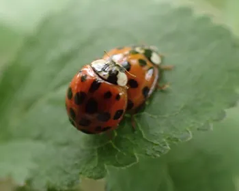Asiatischer Marienkäfer