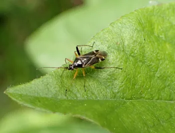 Frühe Eichen-Weichwanze
