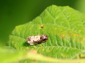 Weiden-Knospenwickler