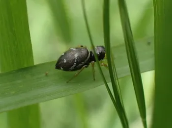 Kupfriger Sonnenspringer