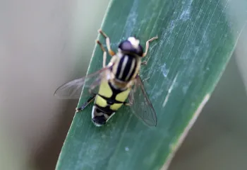 Große Sumpfschwebfliege