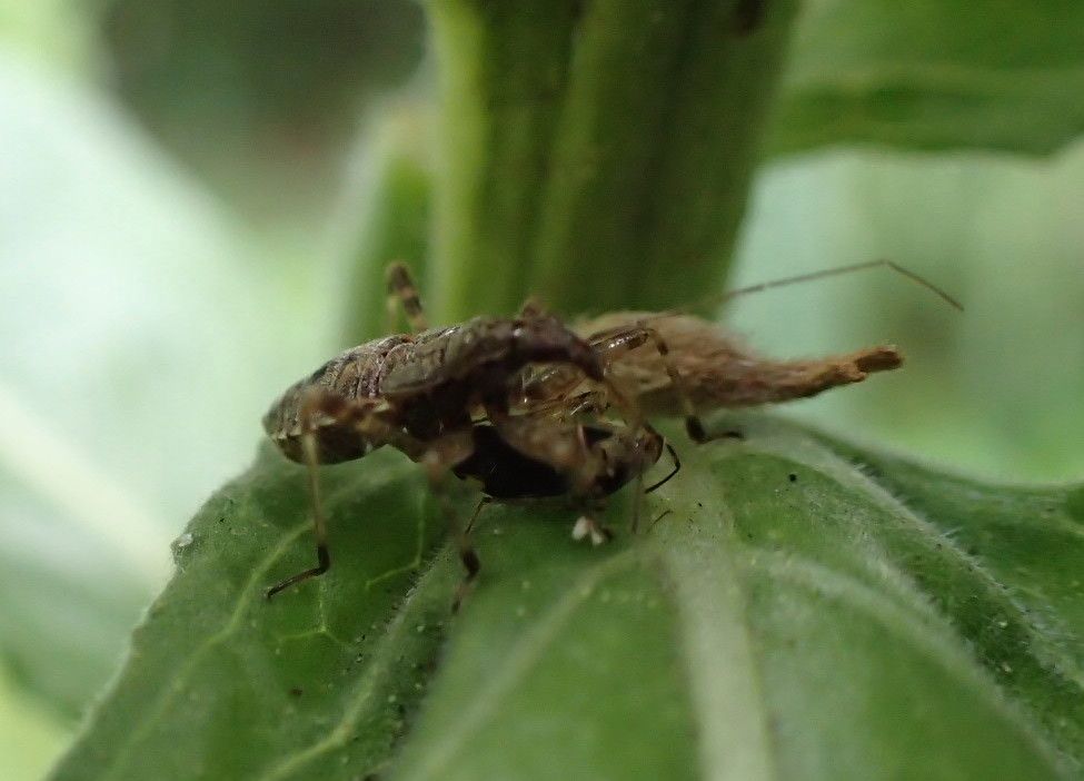 Flügellose Sichelwanze