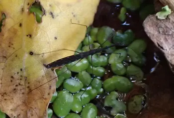 Gemeiner Teichläufer