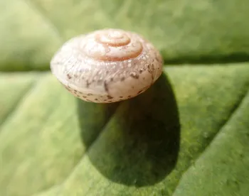 Kantige Laubschnecke