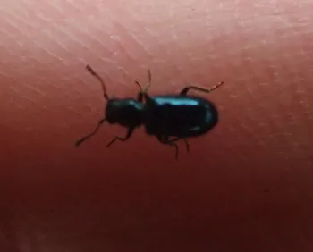 Stahlblauer Hecken-Walzenkäfer