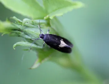 Rosenknospen-Blattsackmotte