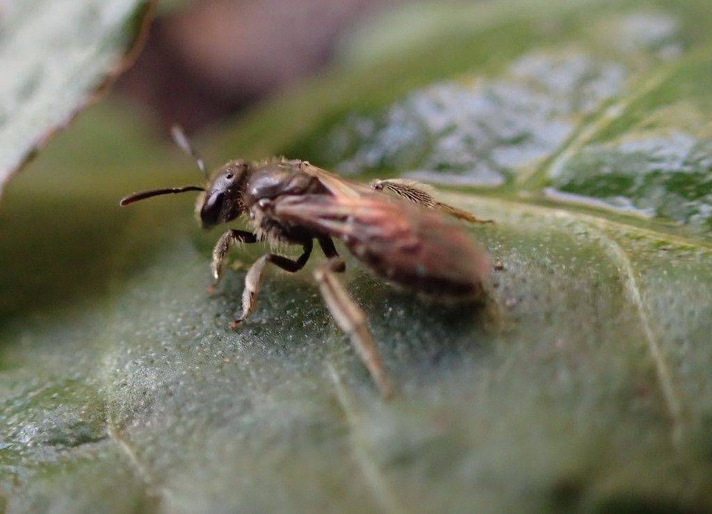 Schmalbiene (unbestimmt)