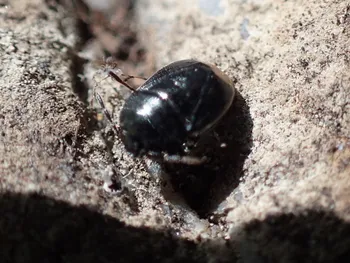 Weißrandige Erdwanze