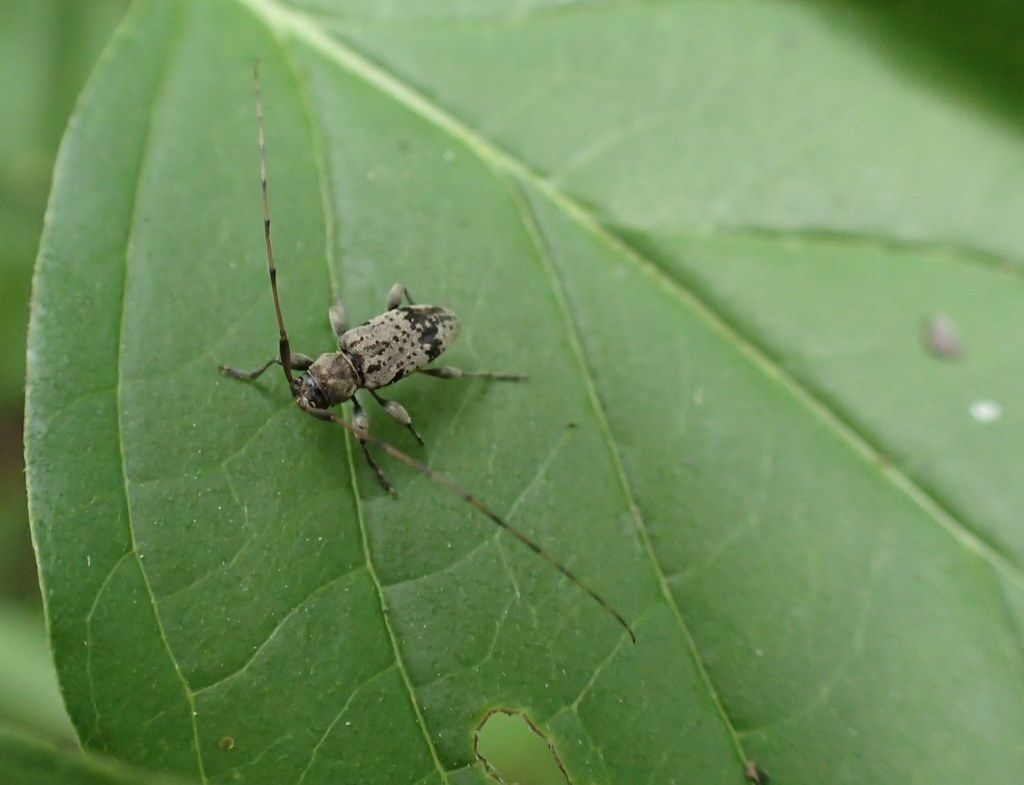 Geschenkelter Splintbock