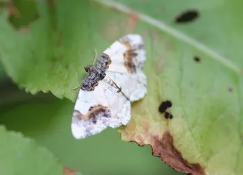 Pfaffenhütchen-Harlekin