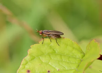 Rotbraune Schneckenfliege