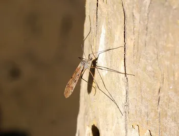 Schranks Stelzmücke